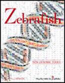 Zebrafish